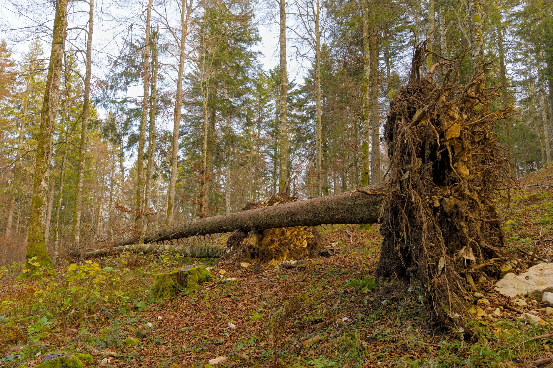 Enlèvement arbre urgence équipe à Le Plessis-Trévise